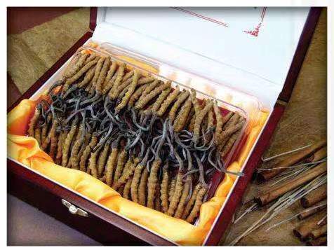 新野冬虫夏草回收